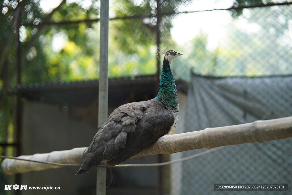 栖息于杆上的孔雀