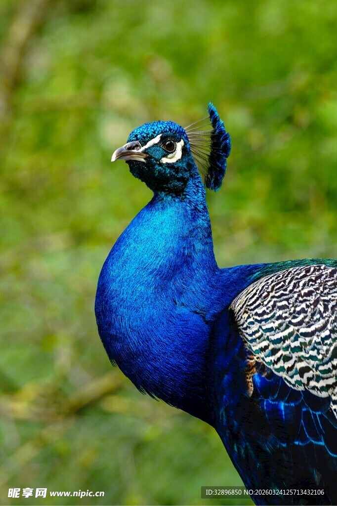 蓝孔雀特写