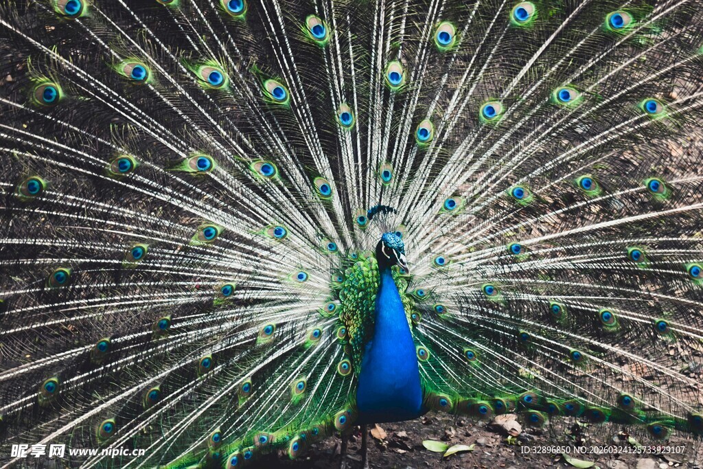 开屏的美丽孔雀