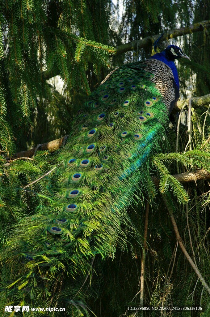 枝头孔雀展绚丽尾羽