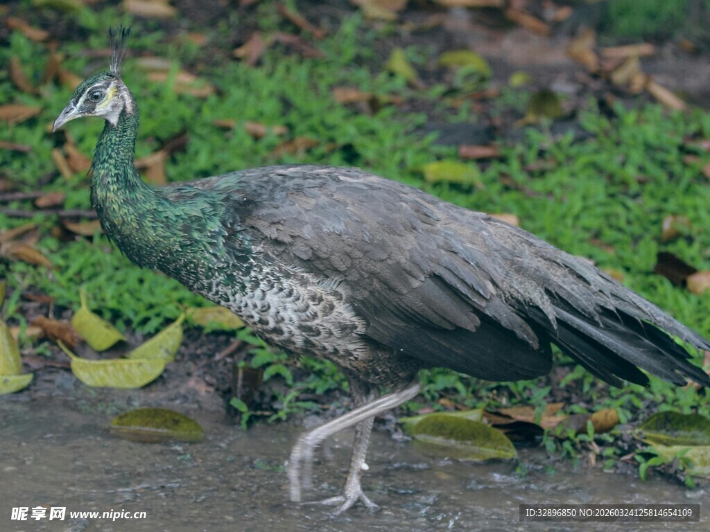 灰孔雀雉在草地行走