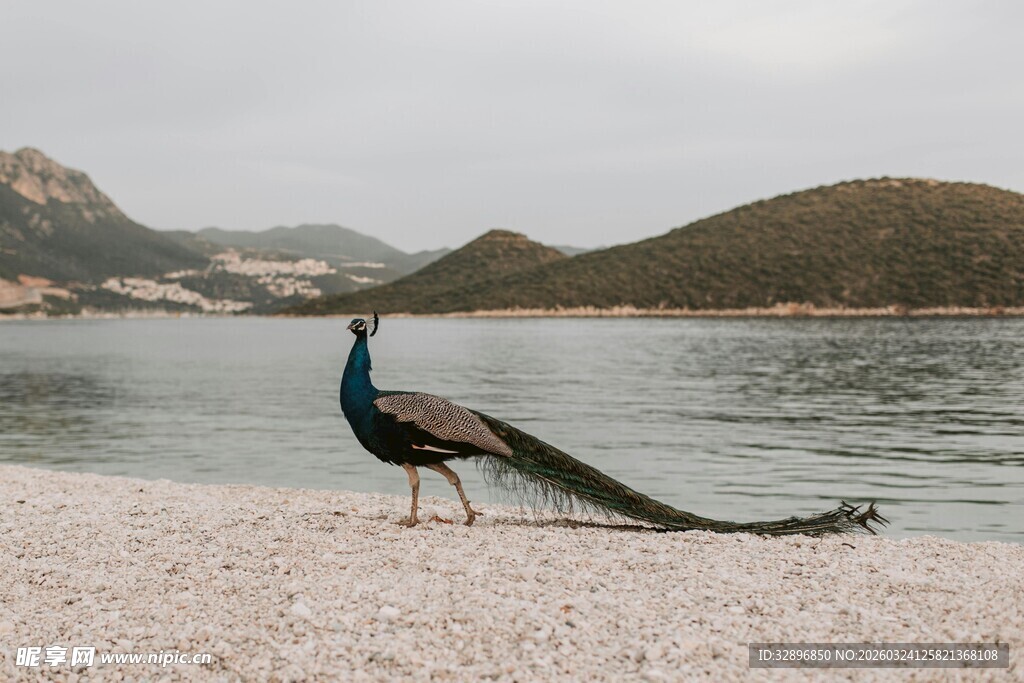 湖畔孔雀展优雅身姿