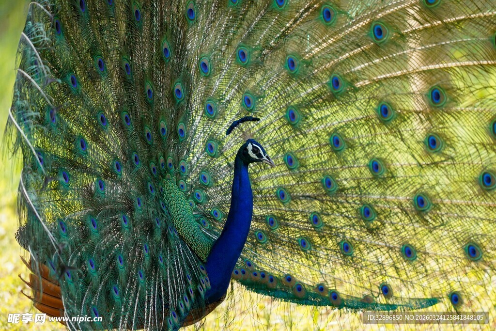 开屏的美丽孔雀