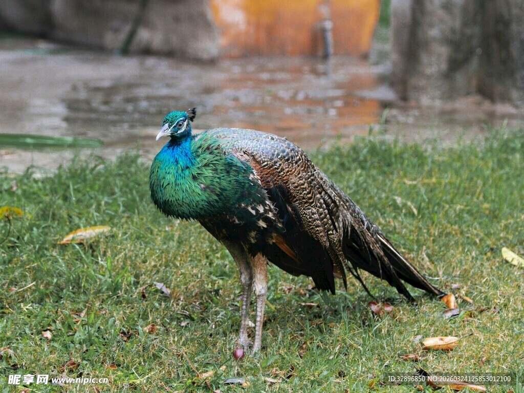 草地上的美丽孔雀