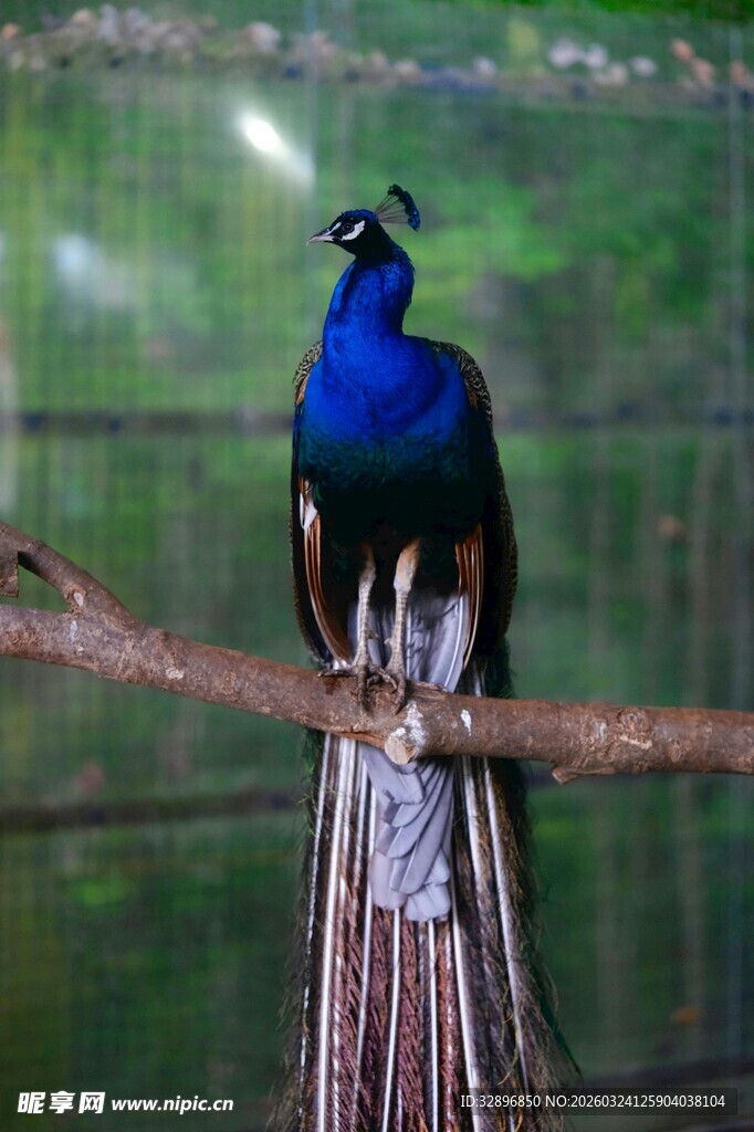 蓝孔雀栖息于枝头