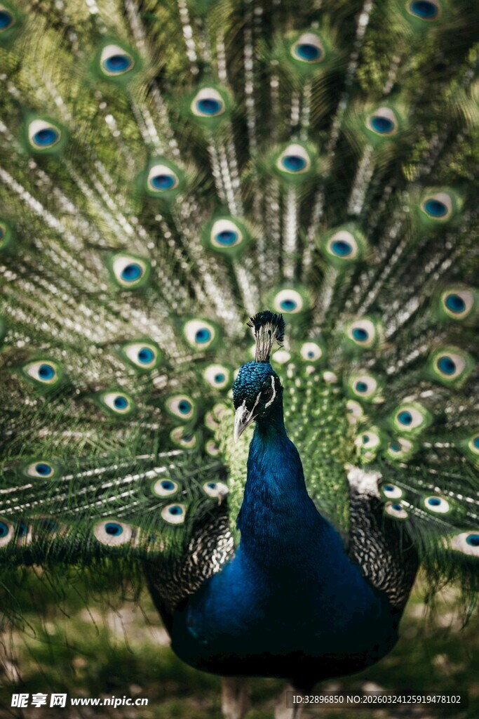 开屏的美丽孔雀