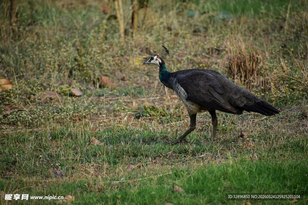 草地上行走的黑色鸟类