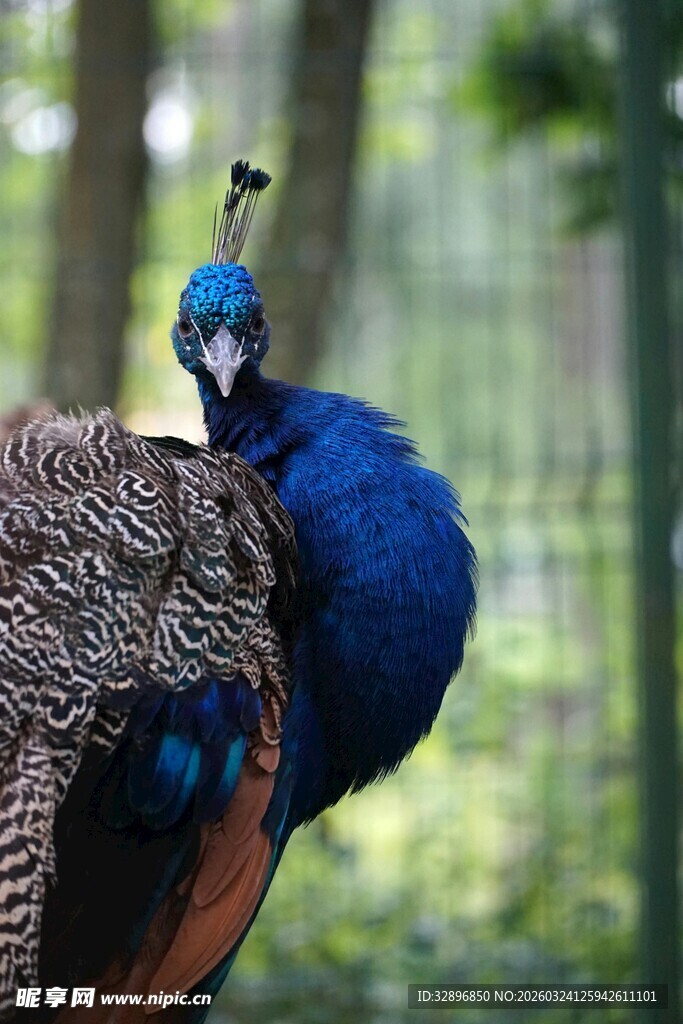 蓝孔雀优雅姿态