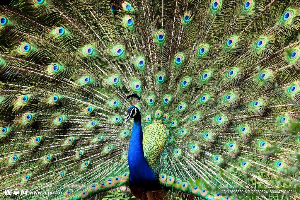 开屏孔雀绚丽羽毛之美