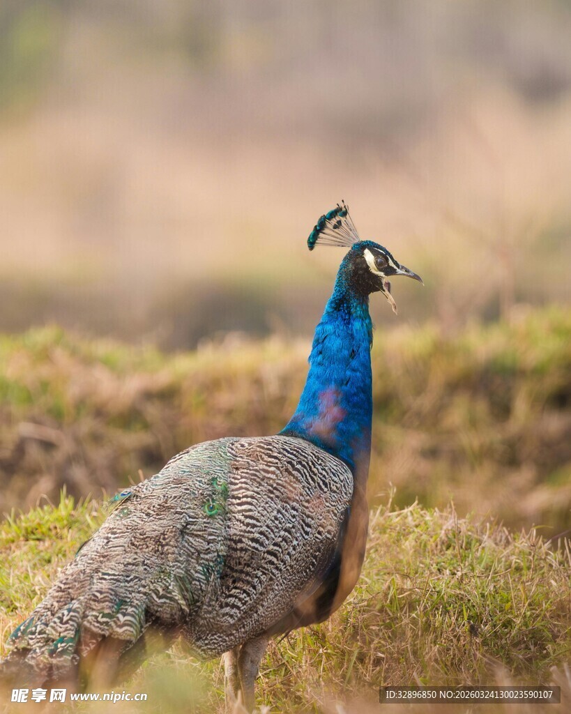 蓝羽孔雀立于草地