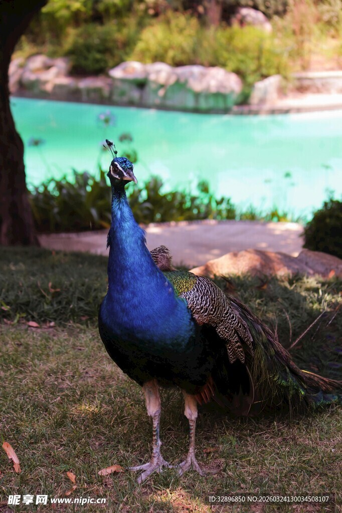 草地上的美丽蓝孔雀