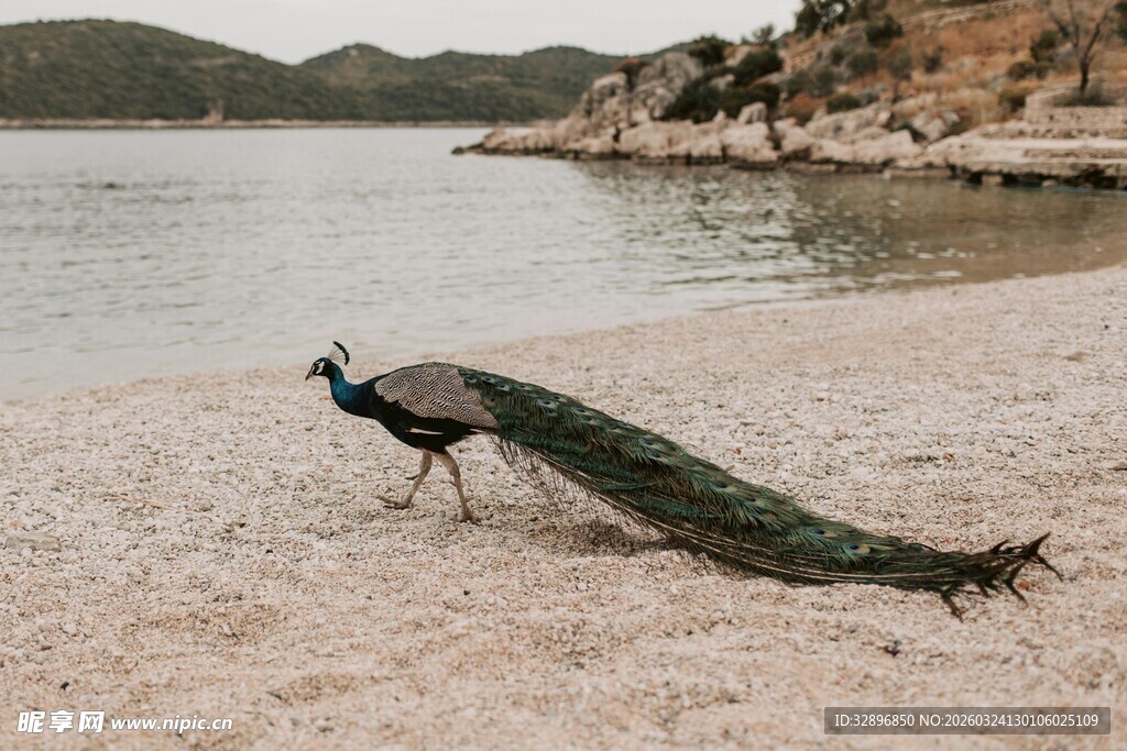沙滩上漫步的美丽孔雀