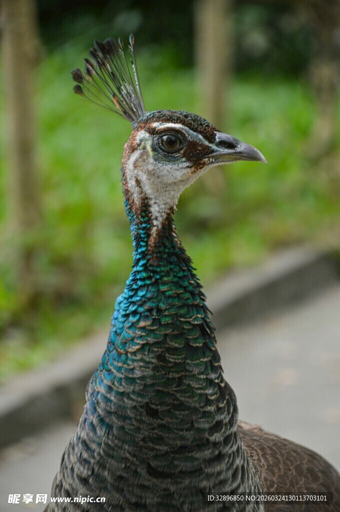 优雅孔雀特写