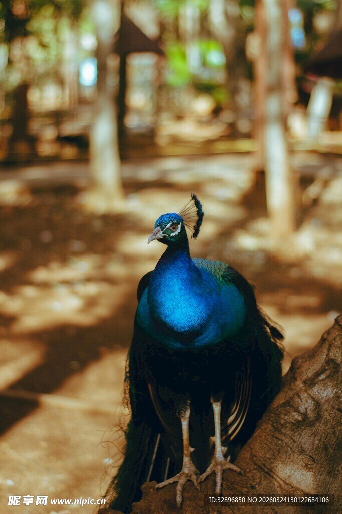 蓝孔雀于林间优雅伫立