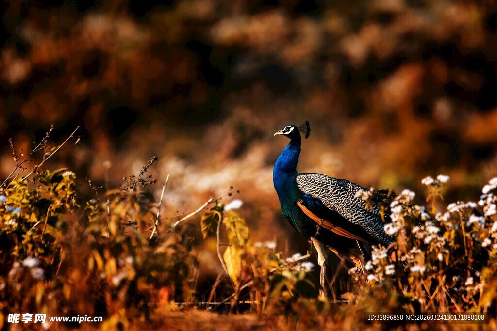 草原上的美丽蓝孔雀