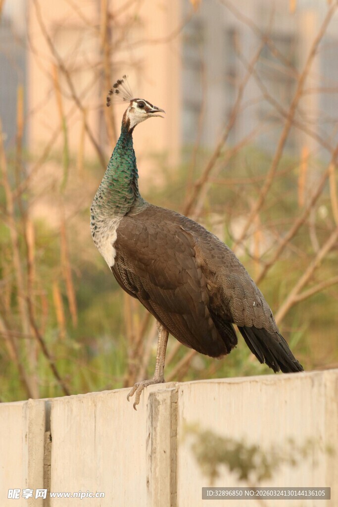 围栏上的美丽孔雀