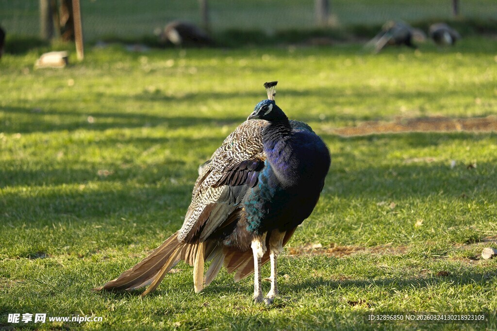 草地上的美丽孔雀