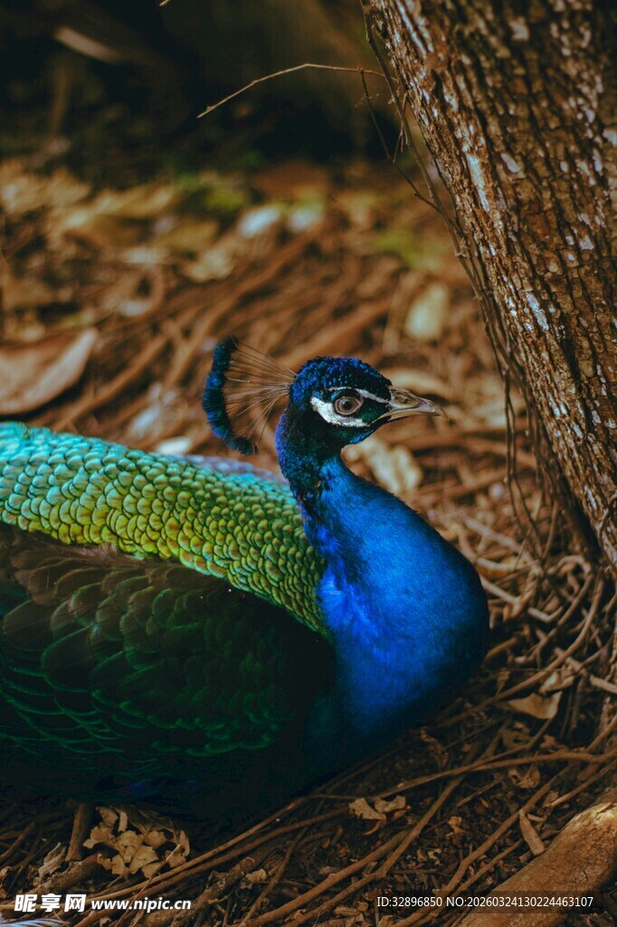 美丽孔雀栖息于林间