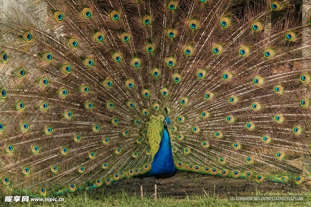 开屏的美丽孔雀