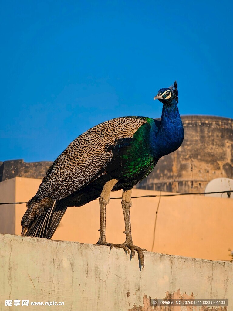 屋顶上的美丽孔雀