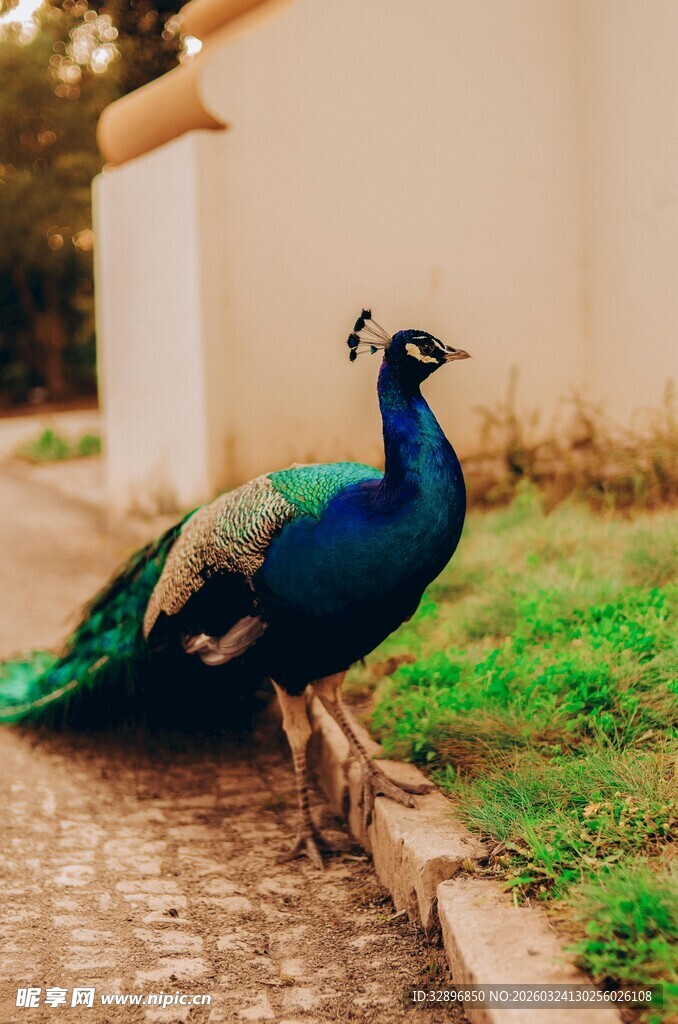 路边优雅的蓝孔雀
