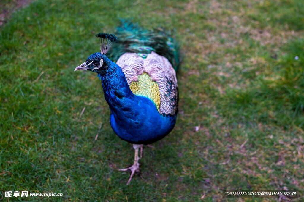 草地上的美丽孔雀