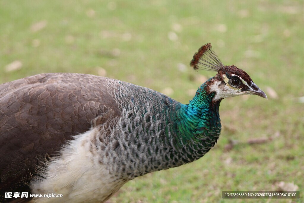 草地上的美丽孔雀