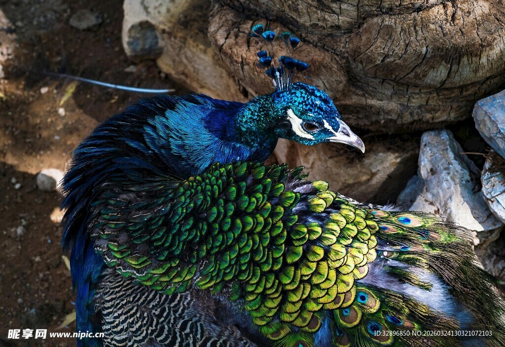 美丽孔雀展示绚丽羽毛