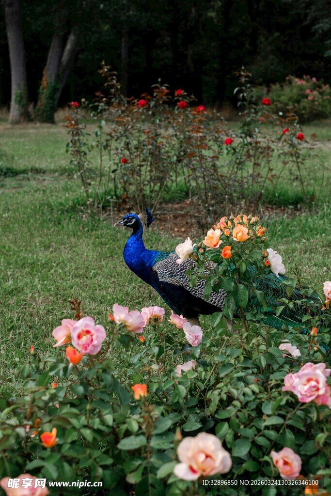 蓝孔雀漫步于缤纷花丛中