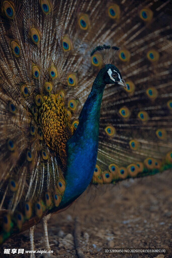 开屏的美丽孔雀