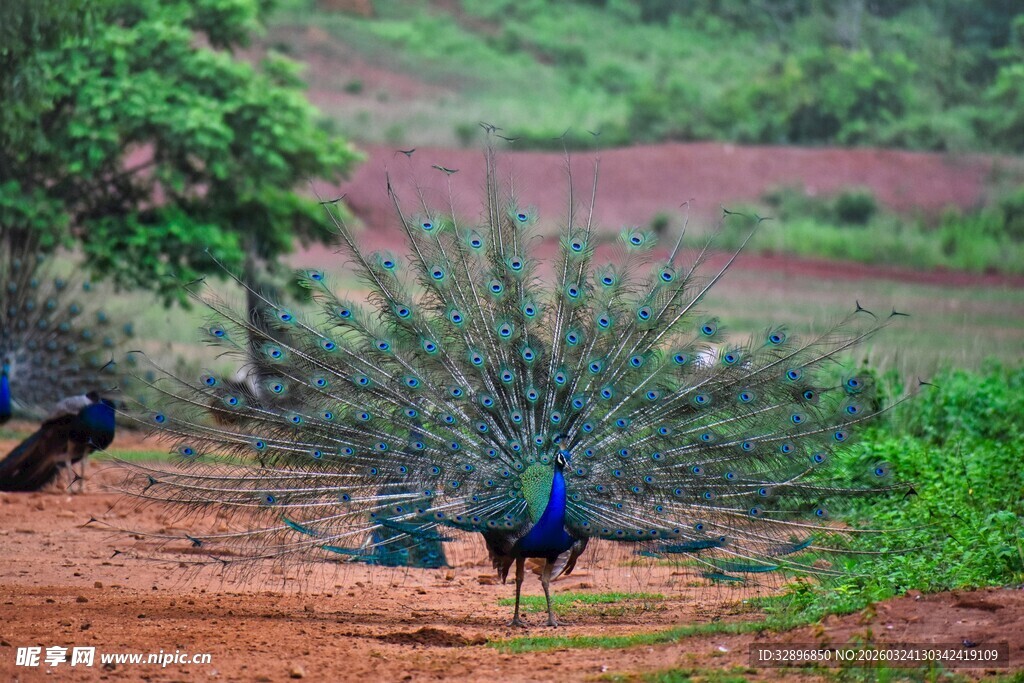 野外漫步的美丽孔雀