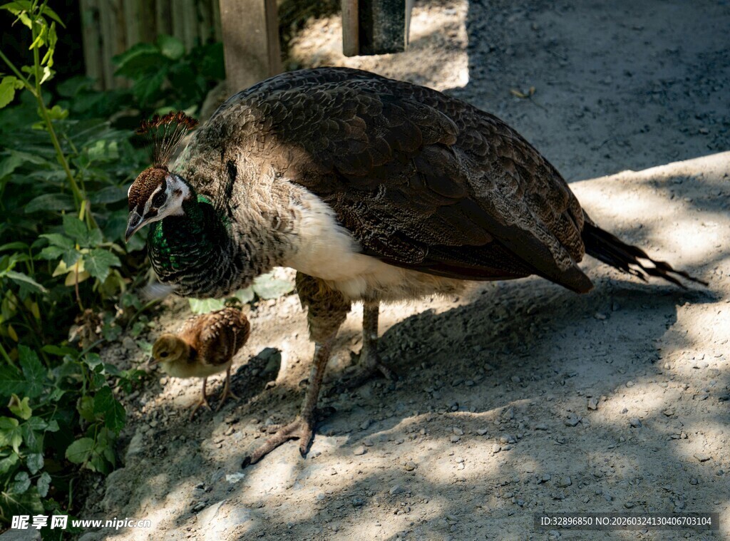低头觅食的孔雀