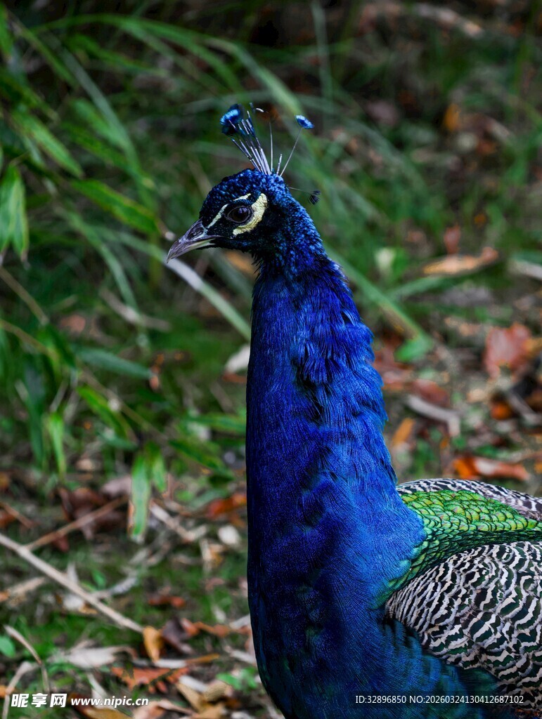 蓝孔雀特写
