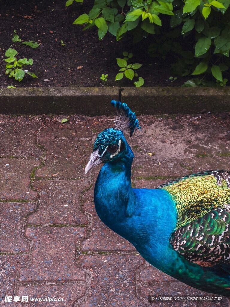 美丽孔雀展示绚丽羽毛