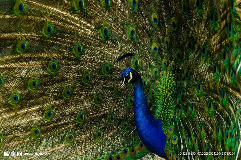 开屏的美丽蓝孔雀