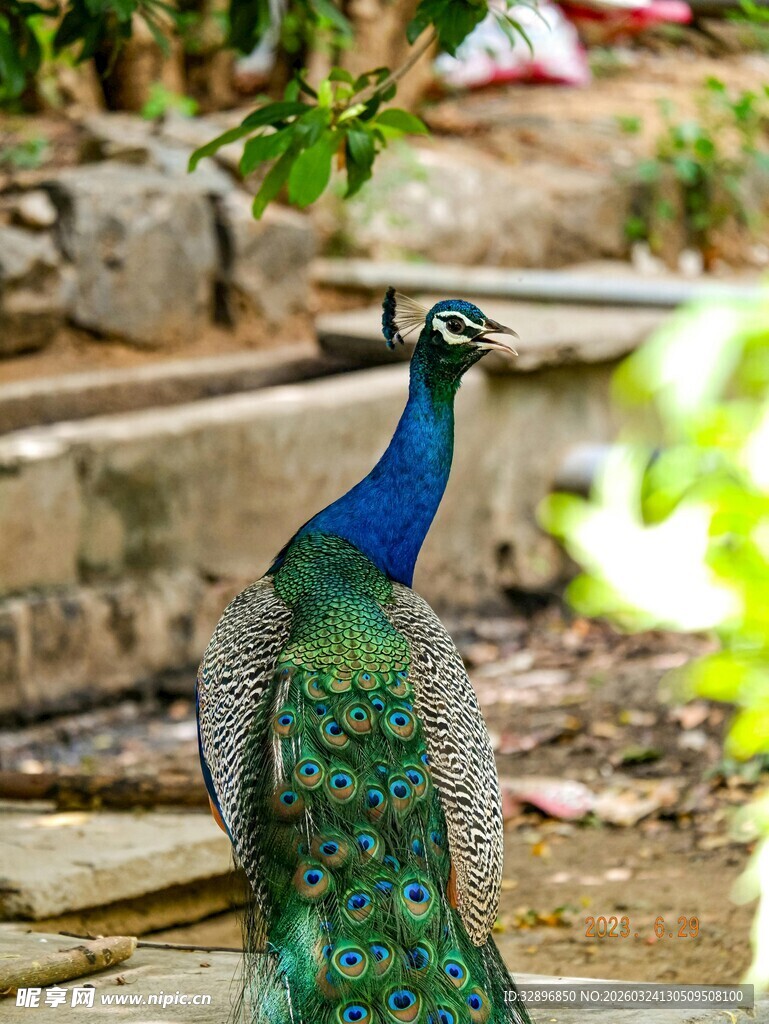 美丽孔雀于庭院中漫步
