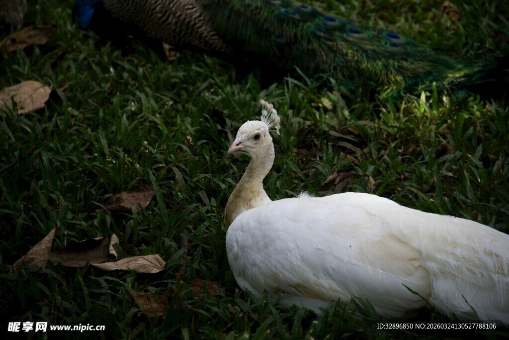 草地上的白孔雀