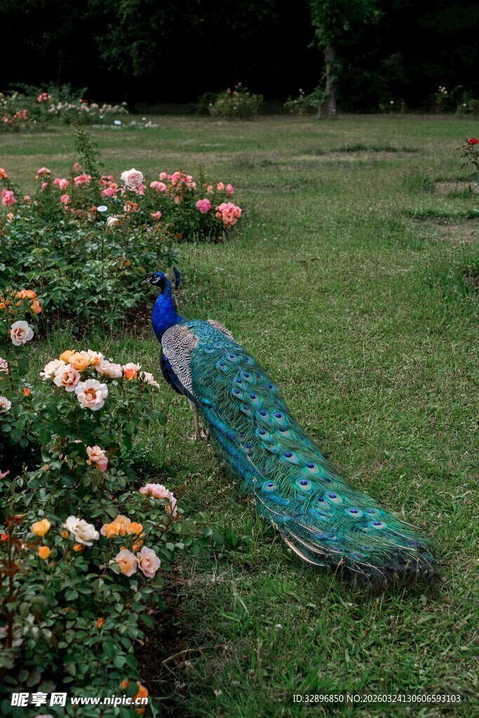 孔雀漫步于缤纷花丛中