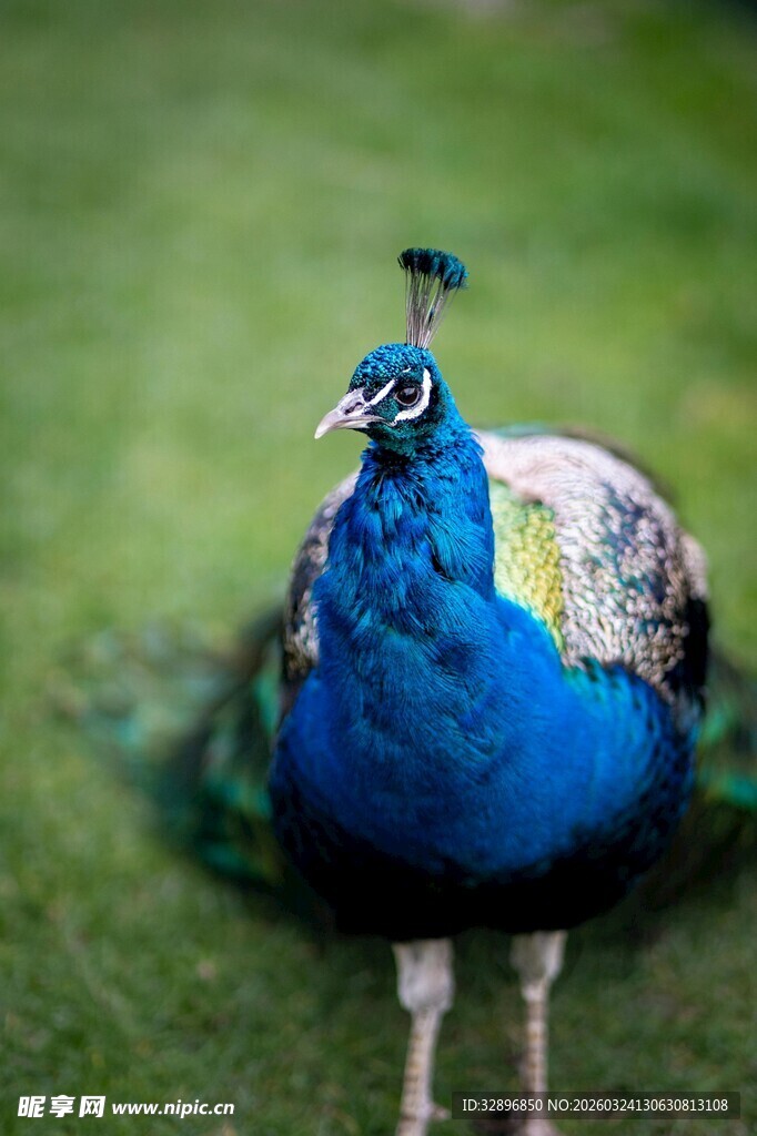 蓝孔雀立于绿草地