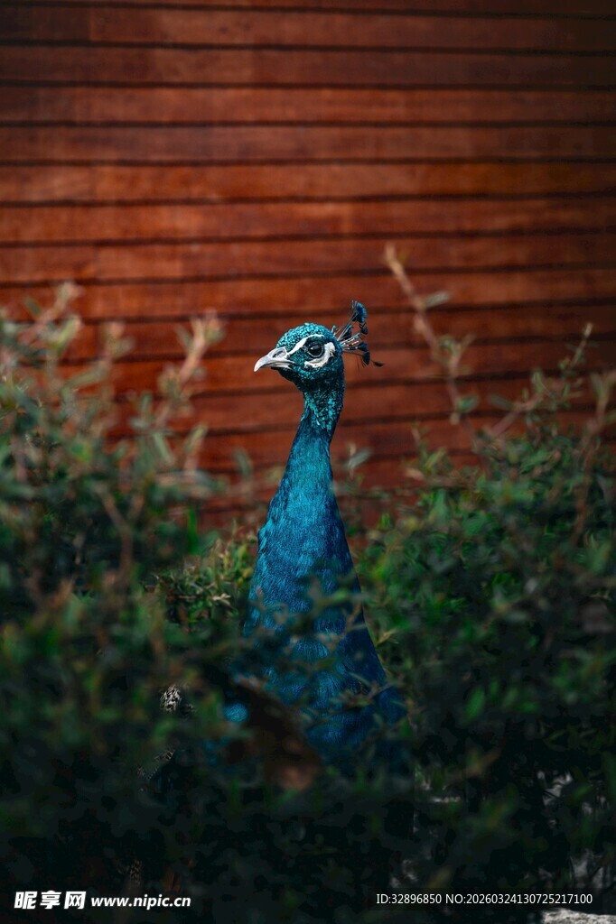 蓝孔雀立于绿植砖墙前