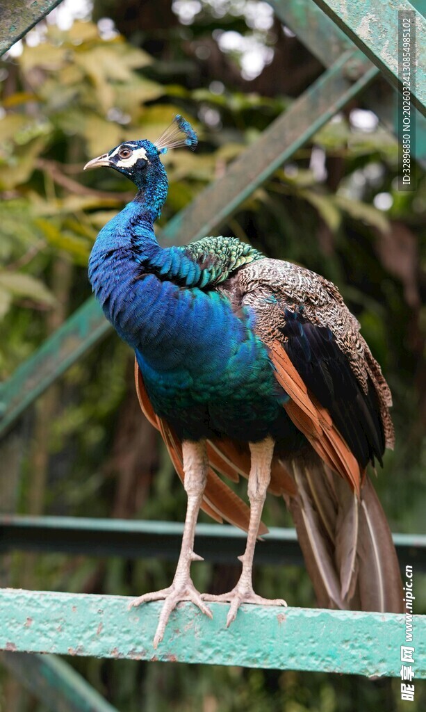 美丽孔雀立于栏杆之上
