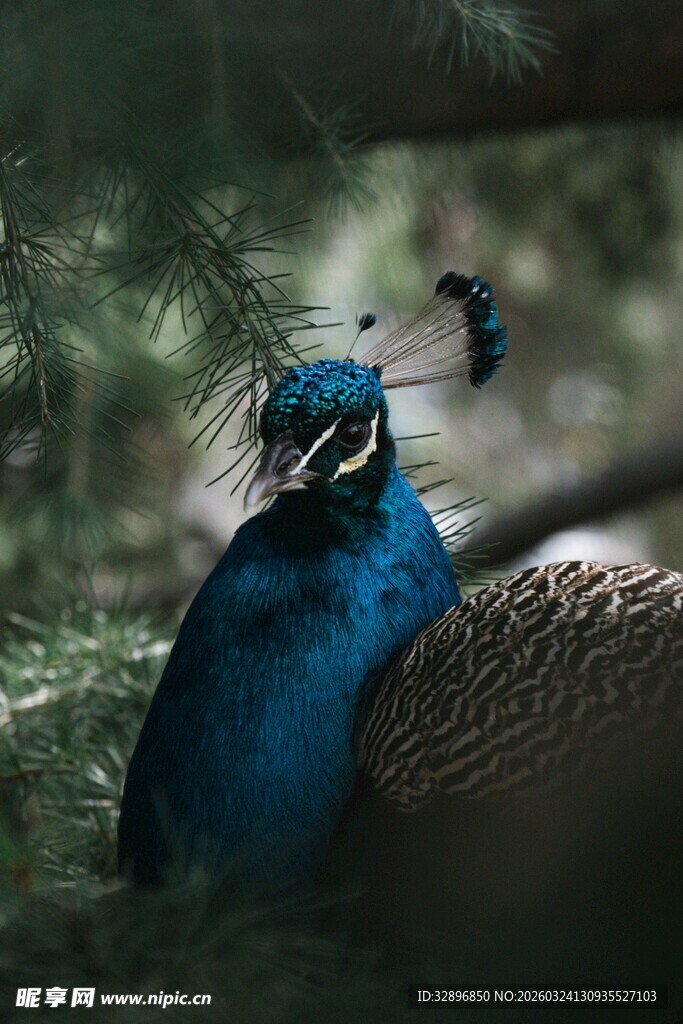 蓝孔雀开屏特写
