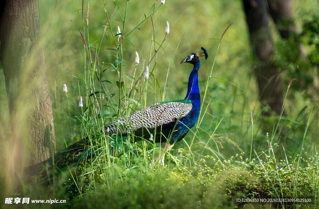 草地上的美丽蓝孔雀