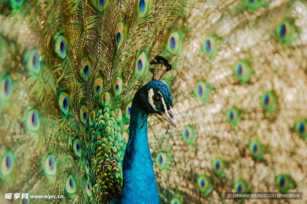 孔雀开屏展现绚丽羽毛