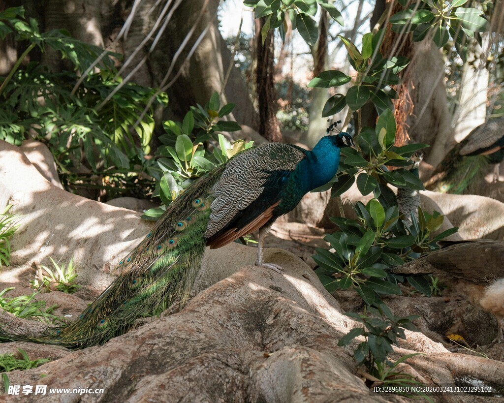 林间蓝孔雀美丽身影
