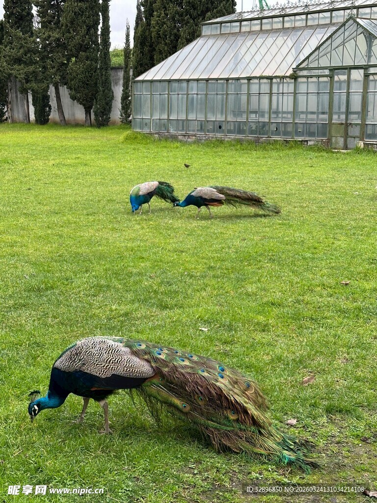 草地上悠闲的美丽孔雀