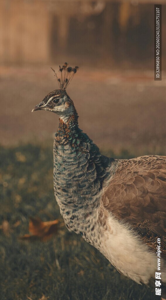 优雅孔雀展现自然之美