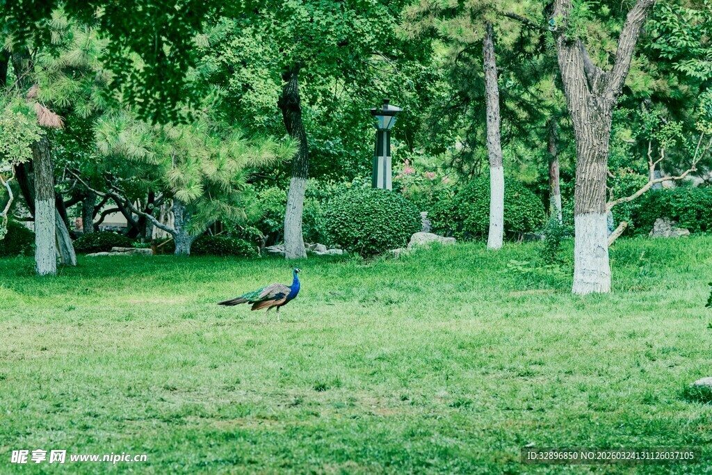 草地上的悠闲孔雀