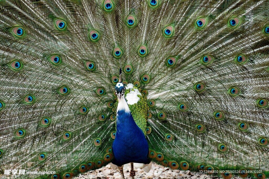 开屏的美丽蓝孔雀