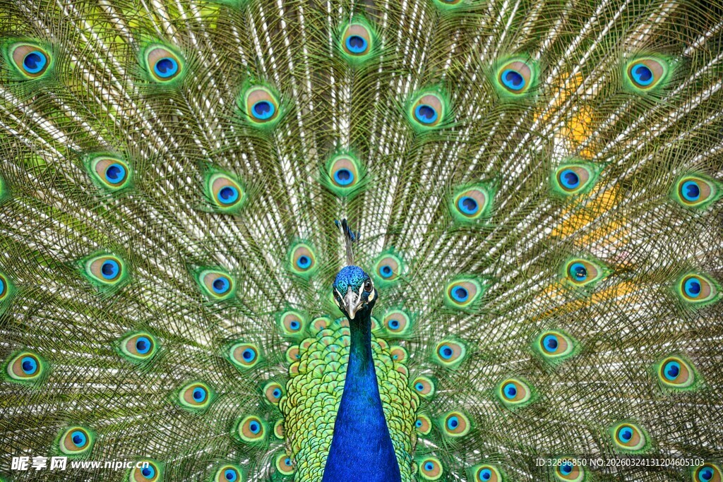 开屏孔雀尽显绚丽风采